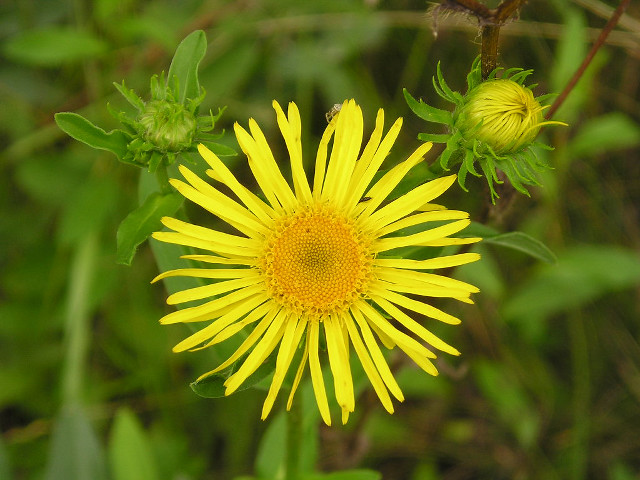 Yellow flower bug macro blurry free wallpaper - medium preview image