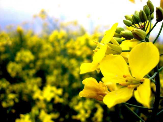 Yellow flower field bokeh macro #4 free wallpaper - medium preview image