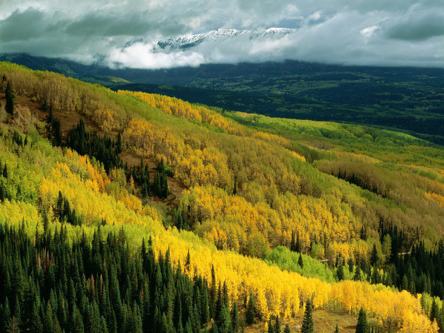 Mountain forest snow capped distant #2 free wallpaper - medium preview image