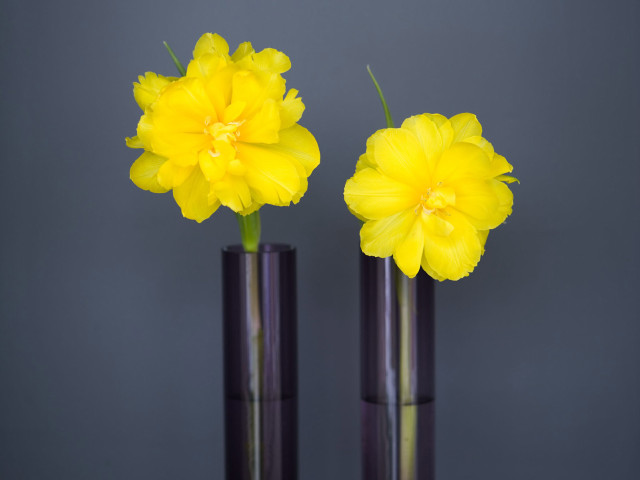 Two vases yellow flowers table #4 free wallpaper - medium preview image