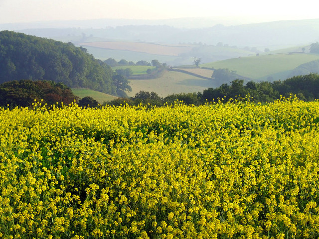 Yellow flowers hills foggy sky free wallpaper - medium preview image