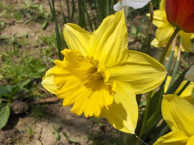 Yellow flower closeup background grass free wallpaper - medium preview image