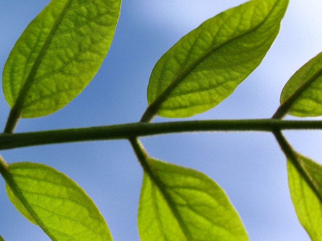 Green leaf blue sky macro free wallpaper - medium preview image