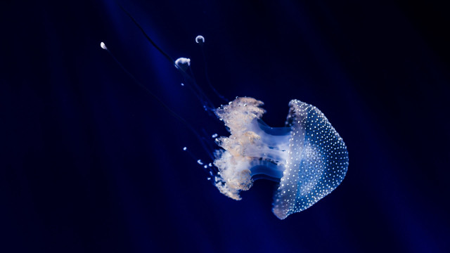 Jellyfish swimming bubbles water head free wallpaper - medium preview image