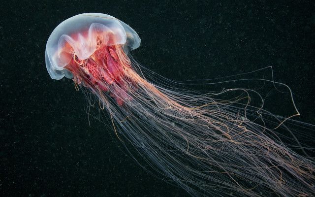 Jellyfish red head white tentacles free wallpaper - medium preview image