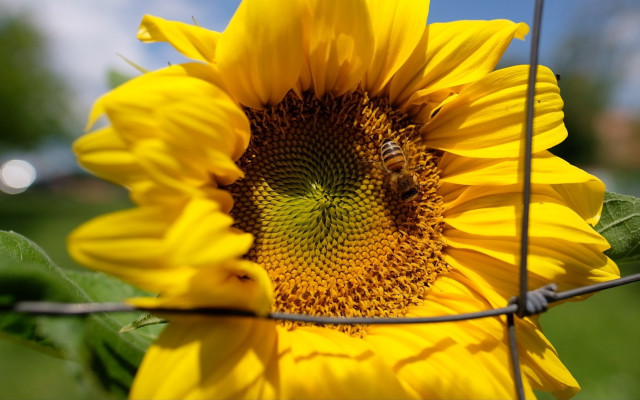 Sunflower bee wire fence field free wallpaper - medium preview image