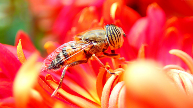 Bee flower wings spread looking free wallpaper - medium preview image