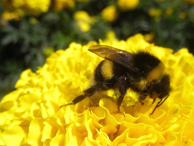 Bee yellow flower blurry background #3 free wallpaper - medium preview image