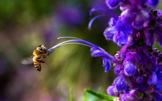 Bee flying purple flower blurry free wallpaper - medium preview image