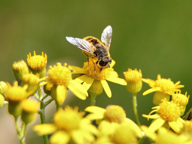 Bee yellow flower green background free wallpaper - medium preview image