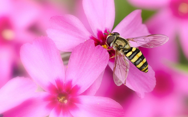 Bee pink flower green background #3 free wallpaper - medium preview image