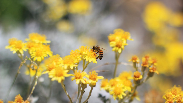 Bee flying yellow flowers field free wallpaper - medium preview image