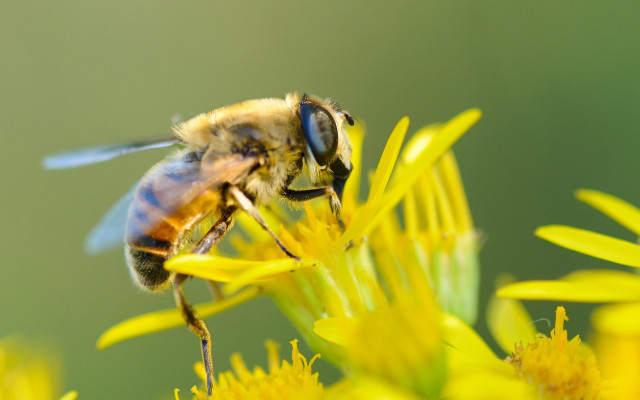 Bee flying yellow flower wings free wallpaper - medium preview image