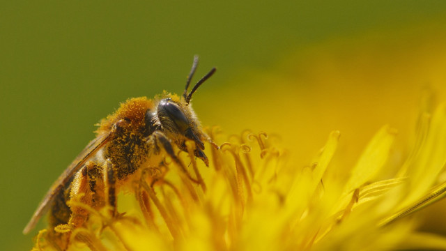 Bee yellow flower green background #2 free wallpaper - medium preview image