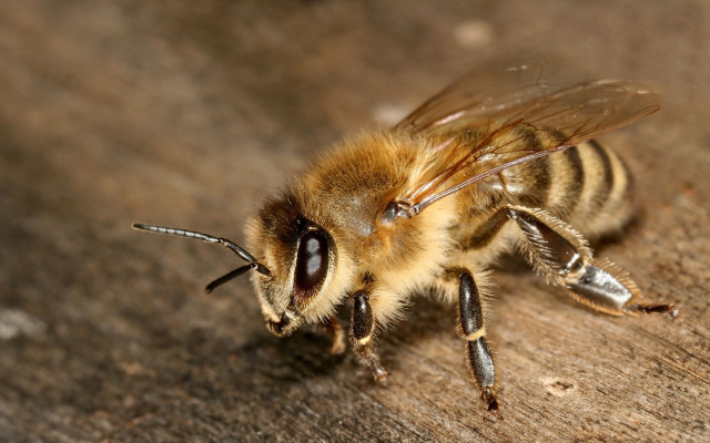 Bee wooden surface closed eyes free wallpaper - medium preview image