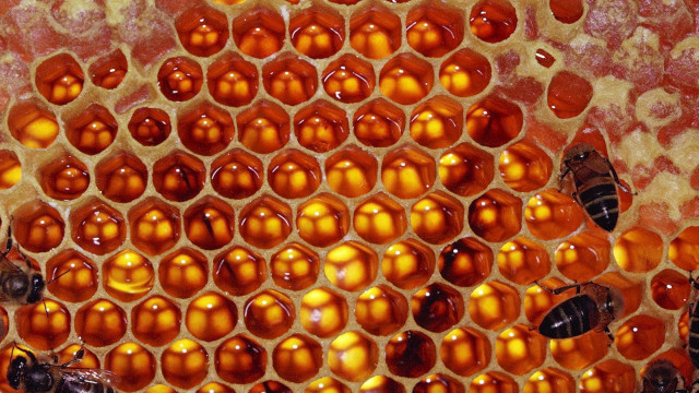 Honeycomb closeup bees inside bee #4 free wallpaper - medium preview image