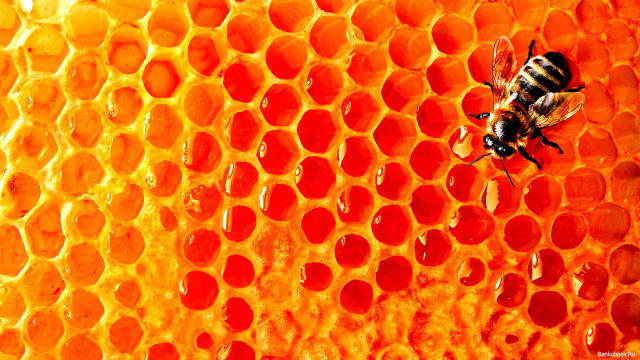 Bee honeycomb honey cells background #2 free wallpaper - medium preview image