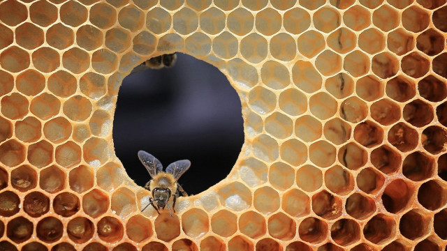 Bee honeycomb hole filled with free wallpaper - medium preview image