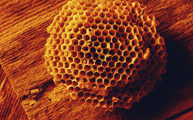 Honeycomb wooden surface brown background free wallpaper - medium preview image