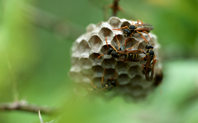 Bees gathered honeycomb tree branch free wallpaper - medium preview image