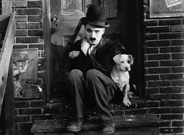 Man dog step congress hat free wallpaper - medium preview image