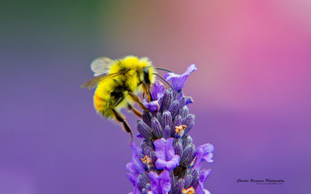 Bee flying purple flower blurry #2 free wallpaper - medium preview image