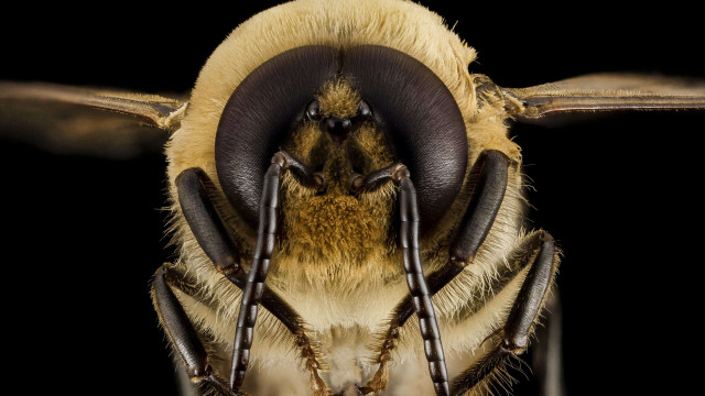 Bee closeup black background brown free wallpaper - medium preview image