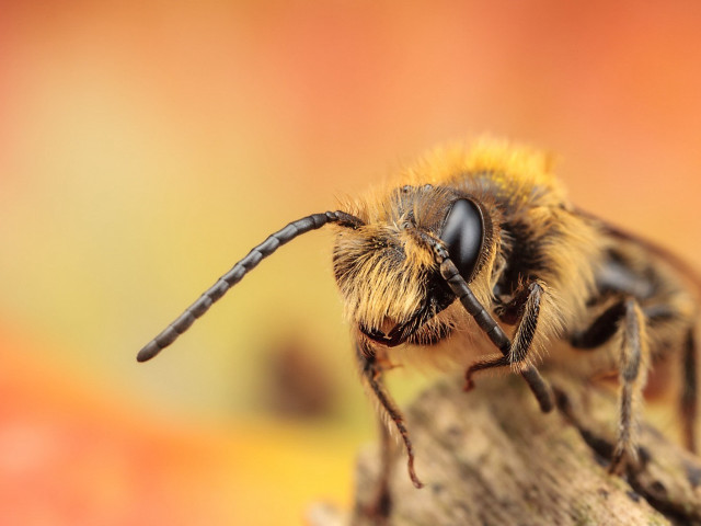 Bee closeup wood blurry background free wallpaper - medium preview image