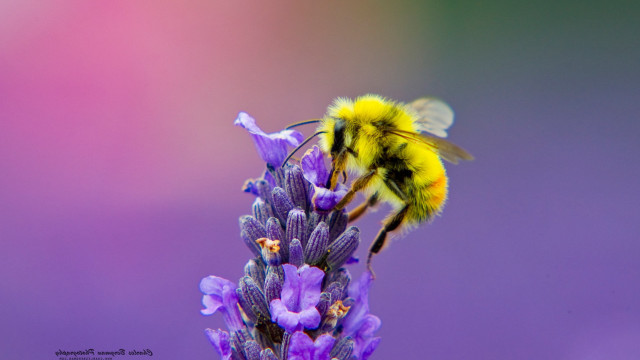 Bee purple flower macro ecological #3 free wallpaper - medium preview image
