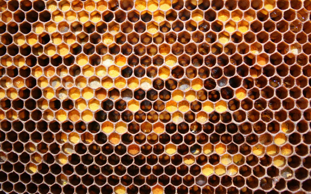 Honeycomb closeup honey background beeswax free wallpaper - medium preview image