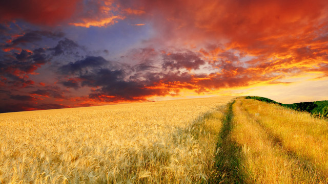 Wheat field cloudy sky path free wallpaper - medium preview image