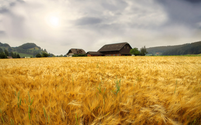 Wheat field house cloudy sky free wallpaper - medium preview image