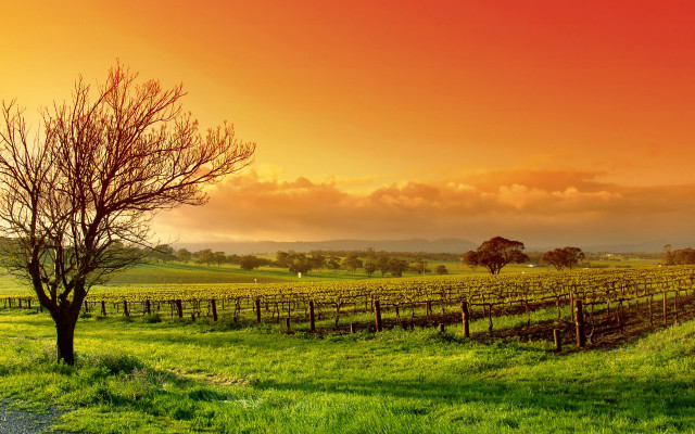 Tree field sunset red sky free wallpaper - medium preview image