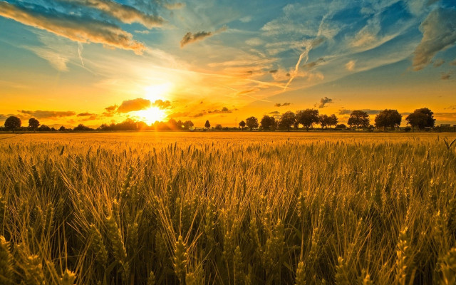 Field grass sunset background clouds free wallpaper - medium preview image