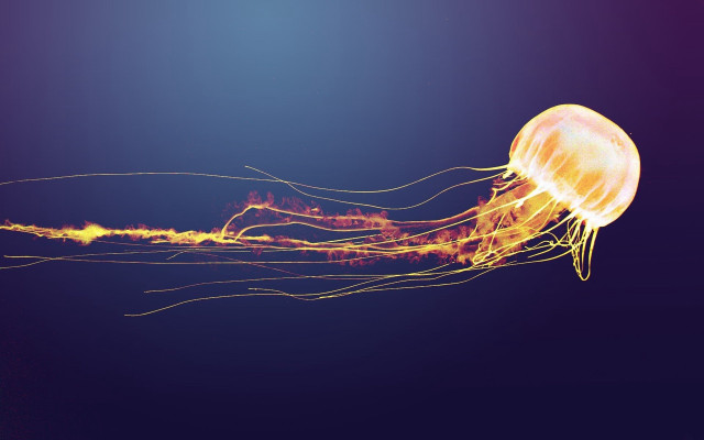 Jellyfish swimming purple background yellow free wallpaper - medium preview image