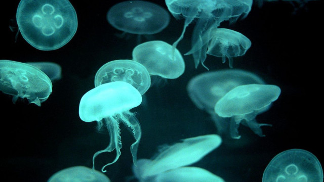 Jellyfish swimming water night time free wallpaper - medium preview image