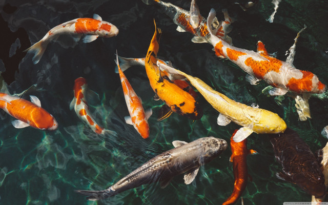 Fish group swimming pond water #3 free wallpaper - medium preview image