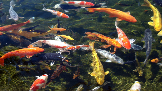 Fish swimming pond algae rocks free wallpaper - medium preview image