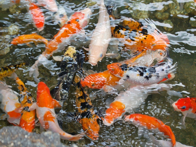 Fish swimming pond rocks background free wallpaper - medium preview image