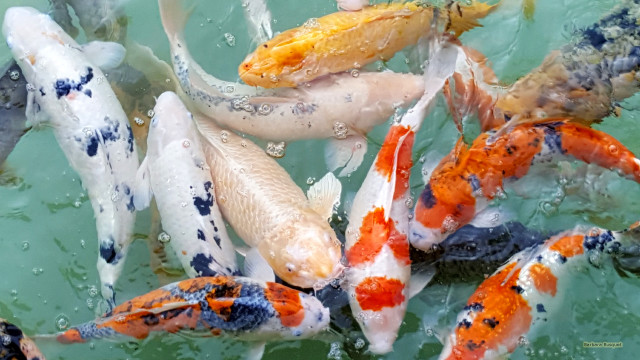 Fish group swimming pond bubbles free wallpaper - medium preview image