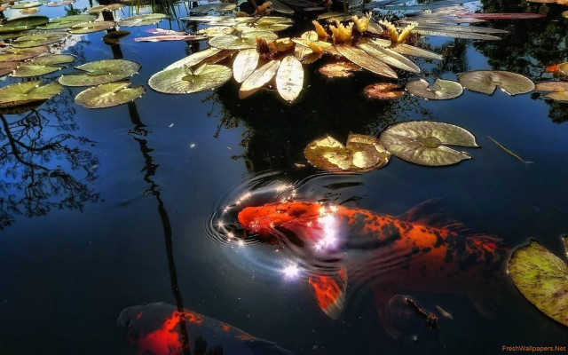 Pond water lilies koi magic free wallpaper - medium preview image