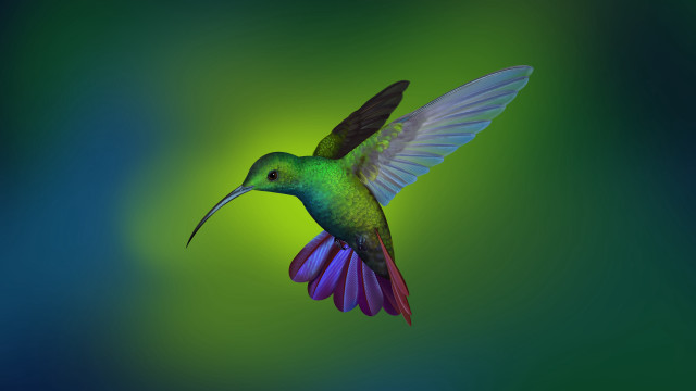 Colorful bird flying wings spread #3 free wallpaper - medium preview image