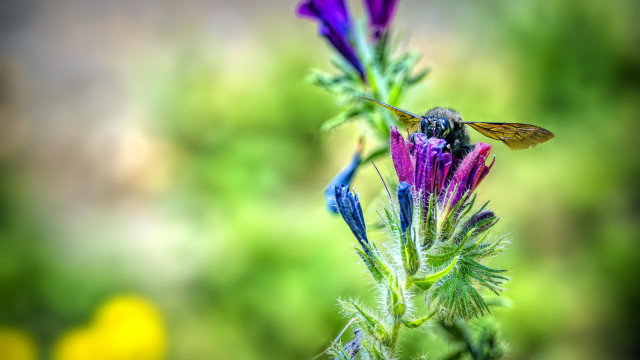 Bee flower field macro bokeh free wallpaper - medium preview image
