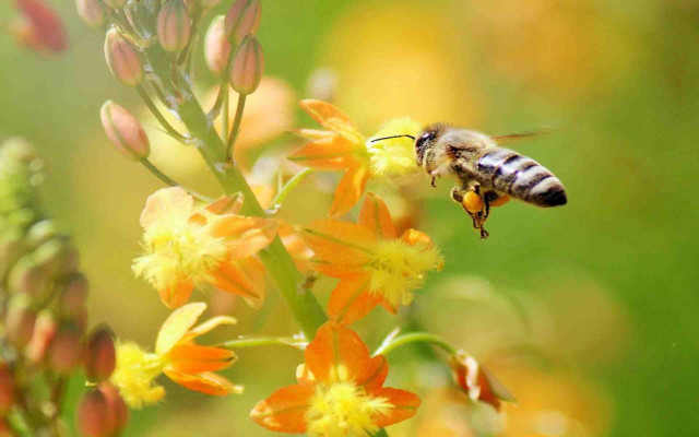 Bee flower yellow background macro free wallpaper - medium preview image