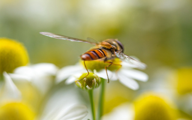 Bee flower macro ecological art free wallpaper - medium preview image