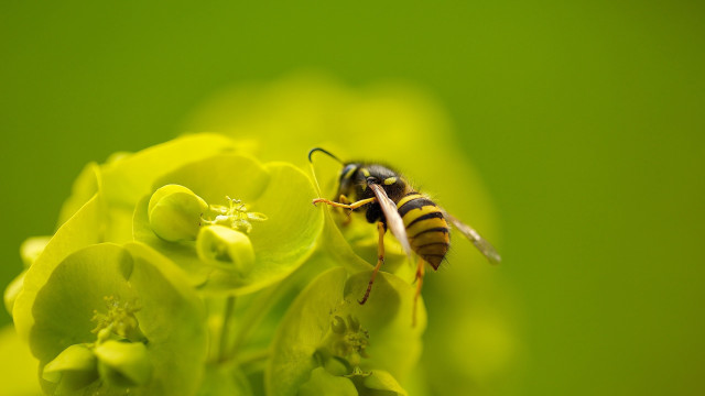 Bee flower green background macro free wallpaper - medium preview image