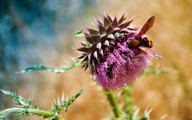 Bee flower sitting sun nature free wallpaper - medium preview image