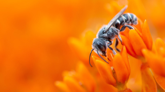 Two bees flower orange sunset free wallpaper - medium preview image