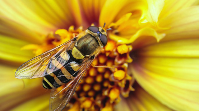 Bee yellow flower black stripe #2 free wallpaper - medium preview image