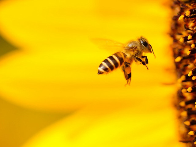 Bee flying yellow flower blurry free wallpaper - medium preview image